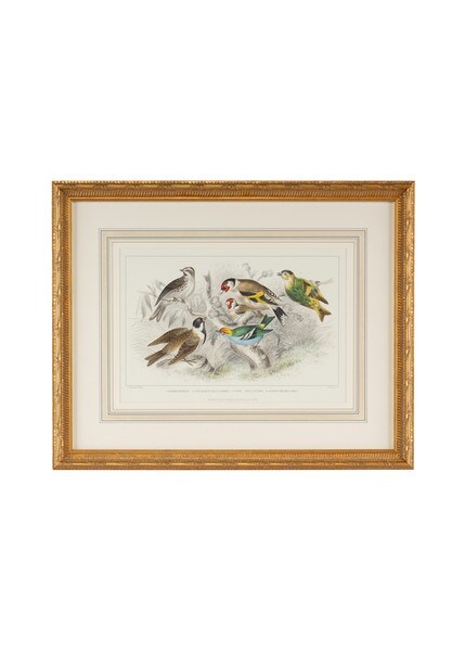 Gold Finch, Bunting & Wrens Art | Furnitureland South